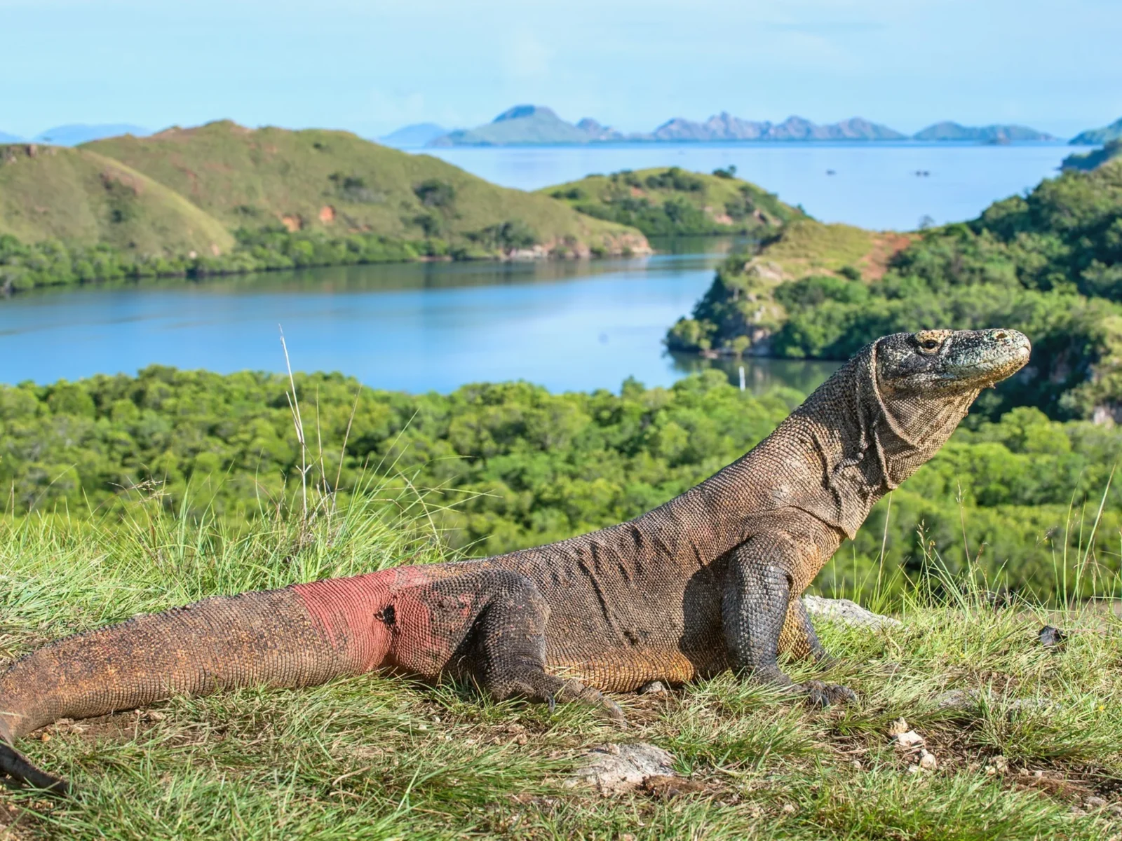 Indonesia-Rinca Island-creature
